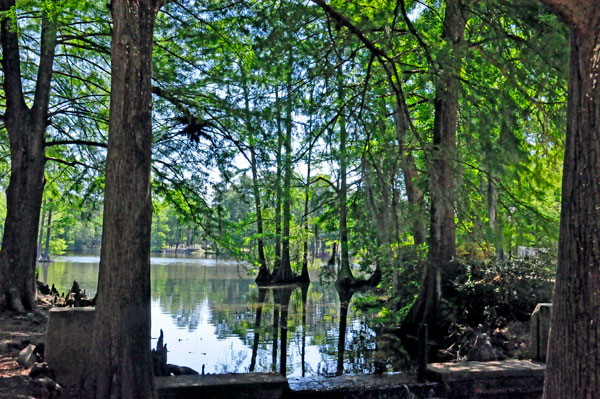 trees and a swampy pond