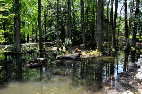 swamp pond