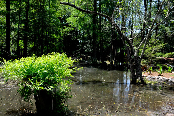 swamp pond
