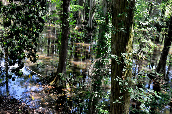 trees and a swampy pond