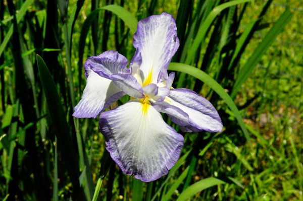 flower at Swan Lake Iris Gardens