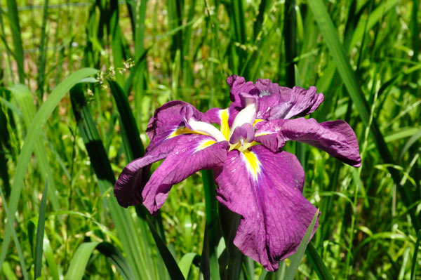 flower at Swan Lake Iris Gardens