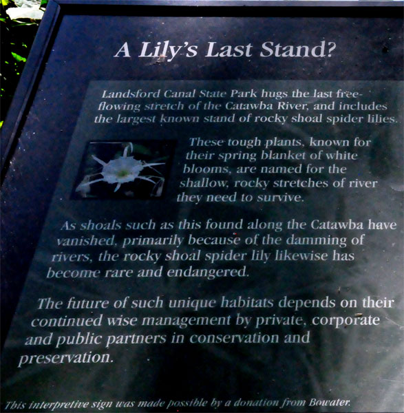 sign about the Spider Lily