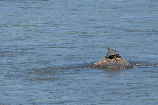 turtle in the Catawba River