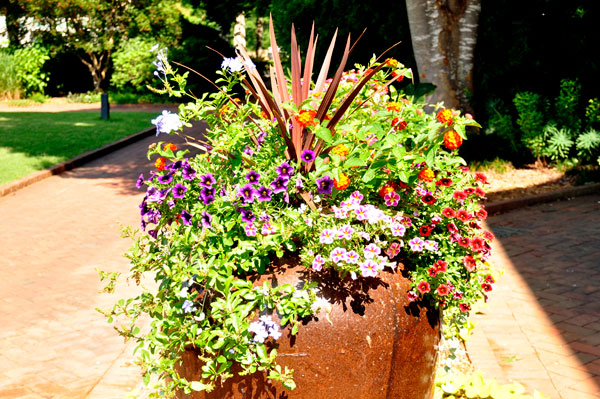 flowers in flower pots