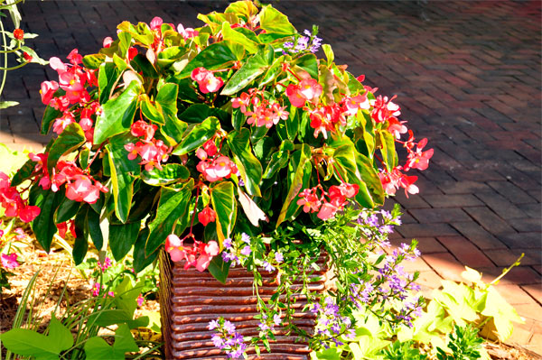 flowers in flower pots