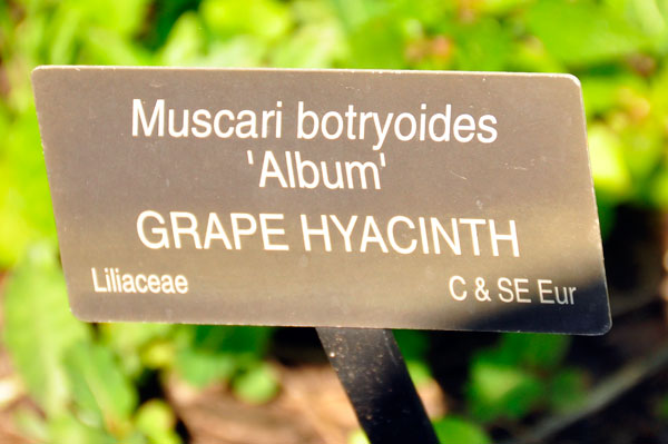 Grape Hyacinth sign