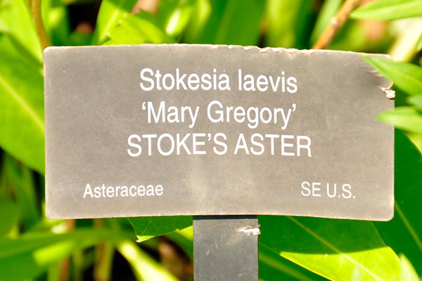 Stoke's Aster sign