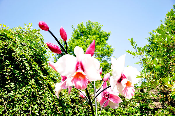 Pink and White Cattleya