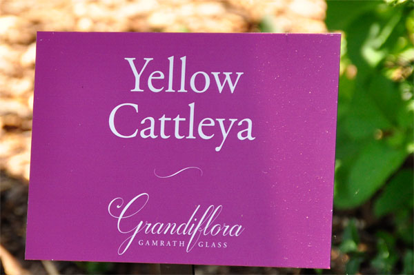 Yellow Cattleya sign