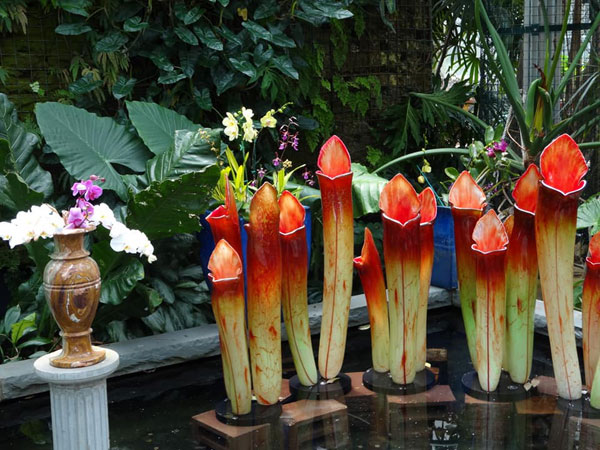 green and red Pitcher Plants