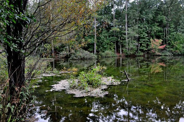 Stumpy Pond and reflections
