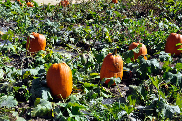 pumpkins in the pumpkin patch