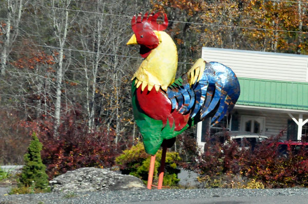 a big rooster