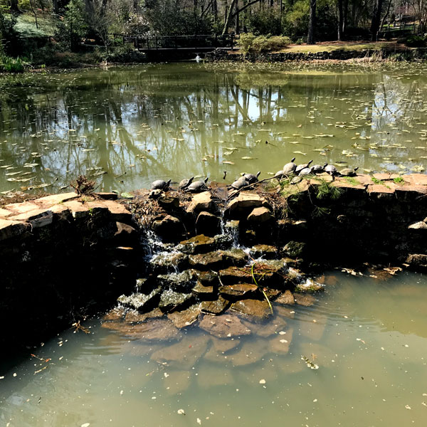 turtles at Glencairn Garden