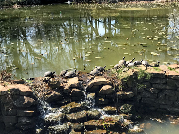 turtles at Glencairn Garden