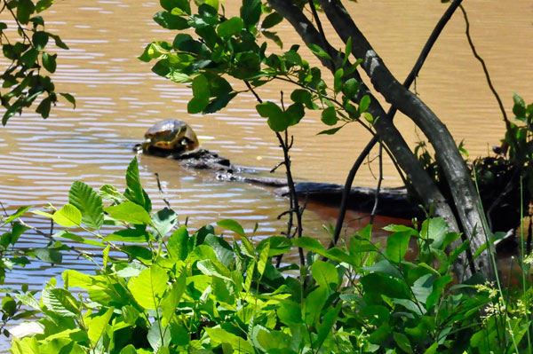 Turtle in Lake Crandall