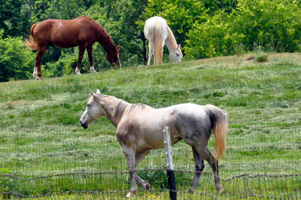 horses at Anne Springs Close Greenway