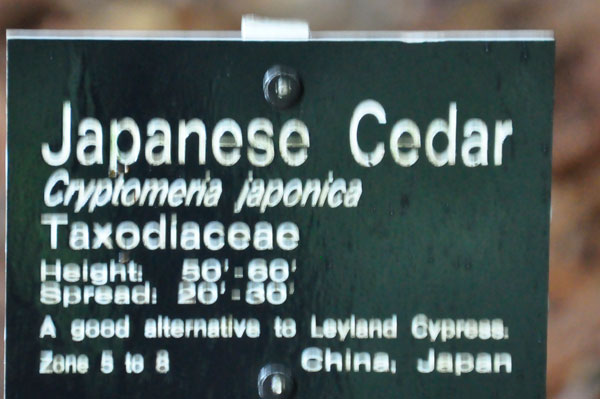 Japanesee Cedar tree sign