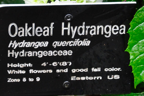 Oakleaf Hydrangea sign