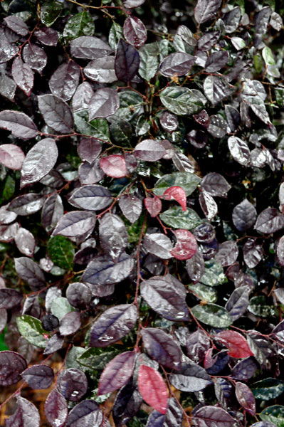 The Purple Diamond Loiopetalum bush 