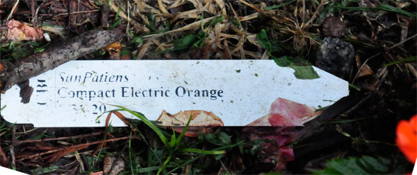 Compact Electric Ornage sign