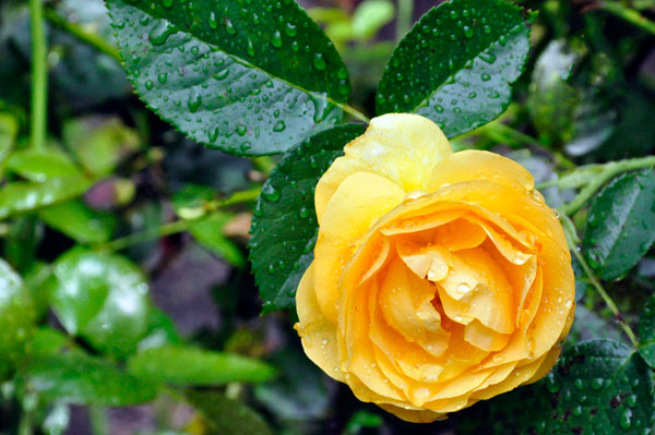 rose with rain droplets