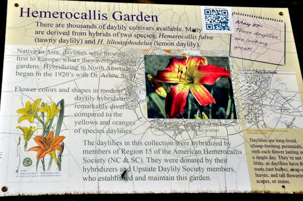 Hemerocallis Garden sign