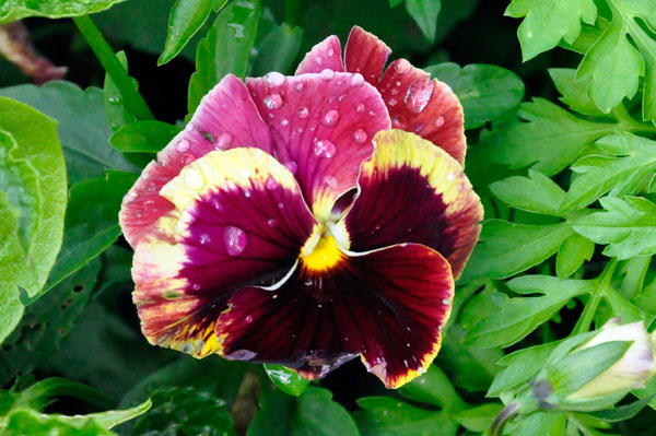 Pansy with rain droplets
