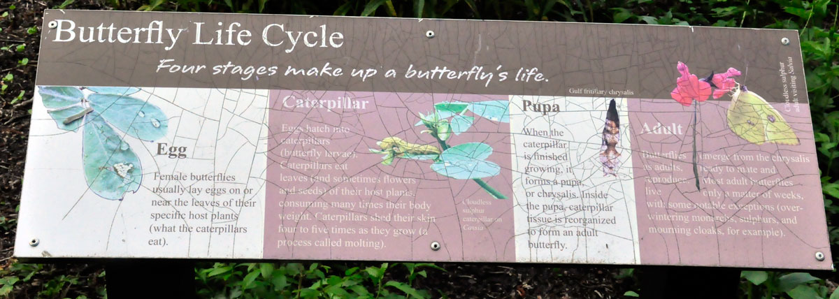 sign about the butterfly Life Cycle