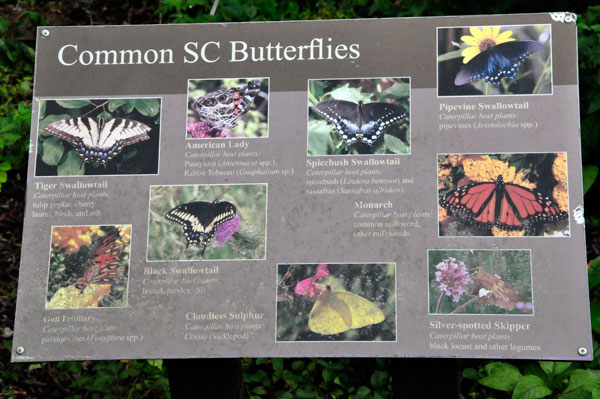 picture sign of common SC butterflies