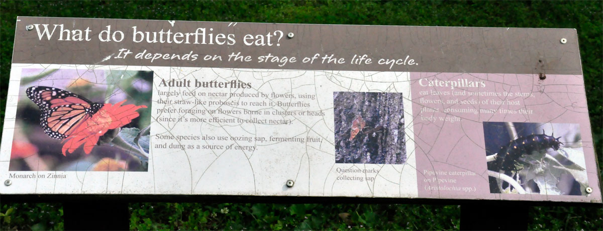 sign - what Butterflies eat