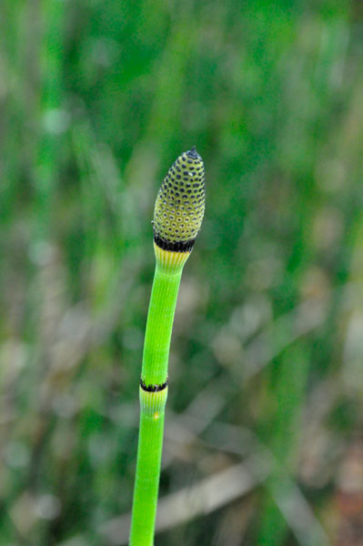 asparagus bud