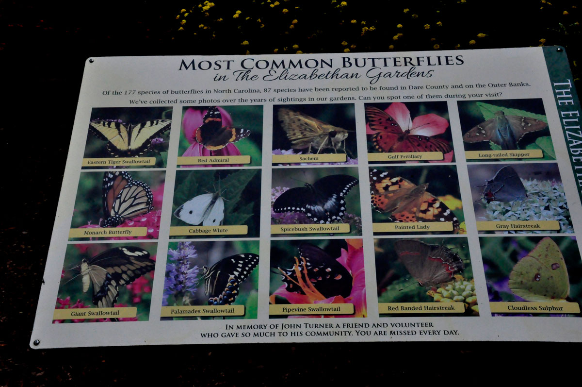 sign about most common butterflies