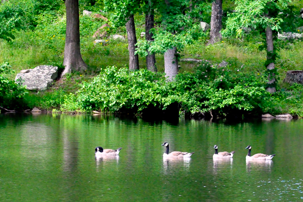 ducks a Cumberland Mountain State Park