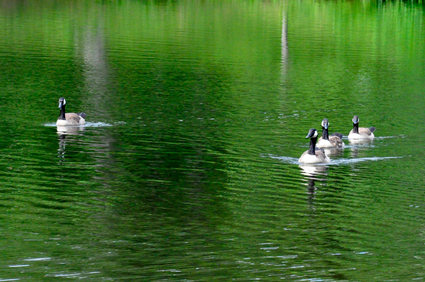 ducks at Cumberland Mountain State Park 