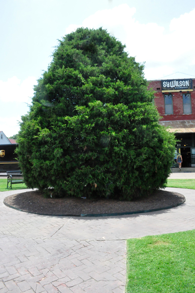 Arlington Christmas tree