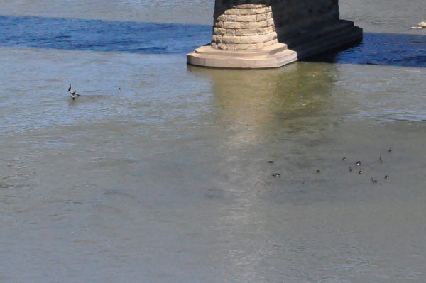a bird and ducks under the Y-bridge
