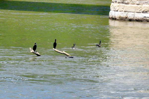 birds on the Muskingum River