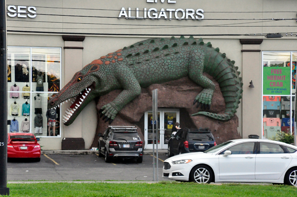 gift shop with live alligators