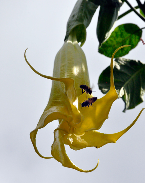 yellow Angel Trumpet  and bees