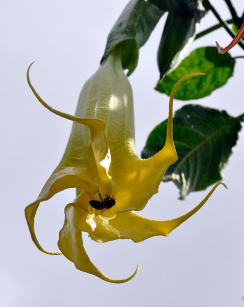 Yellow Angel Trumpet  and a bee