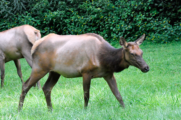 1 elk and 1 elk butt