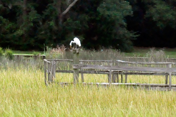 white egret hunting for food