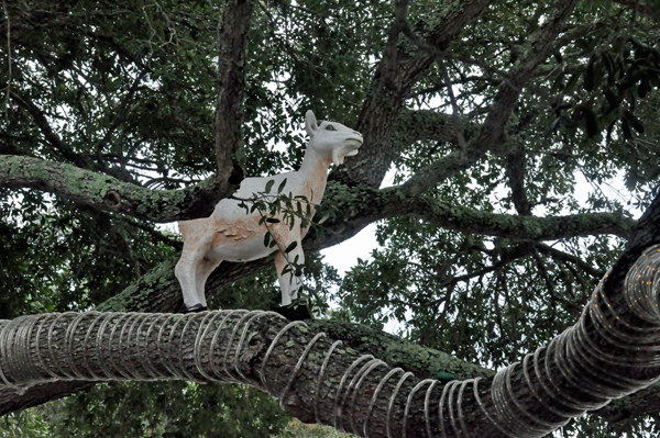 goat in a tree