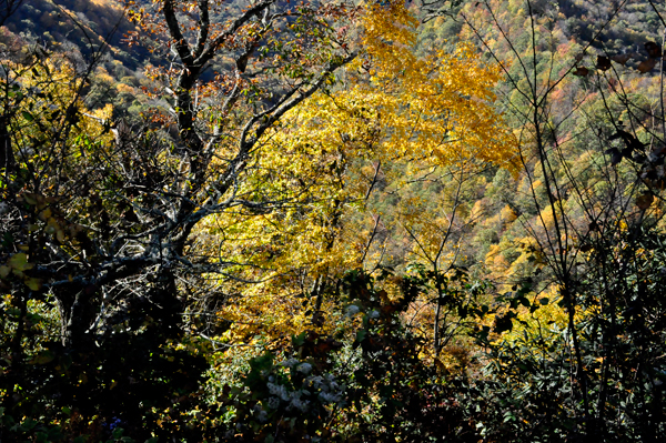 fall colors on the Blue Ridge Parkway