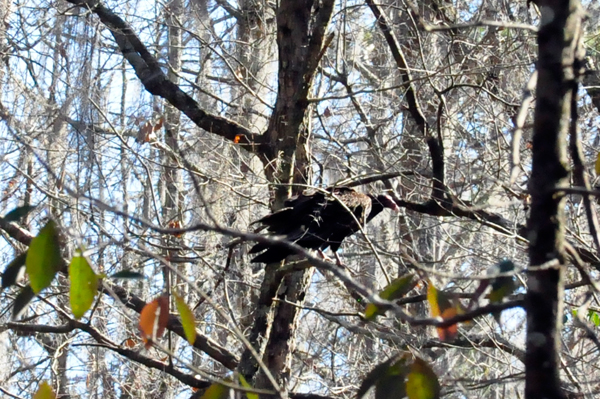 big bird in a tree