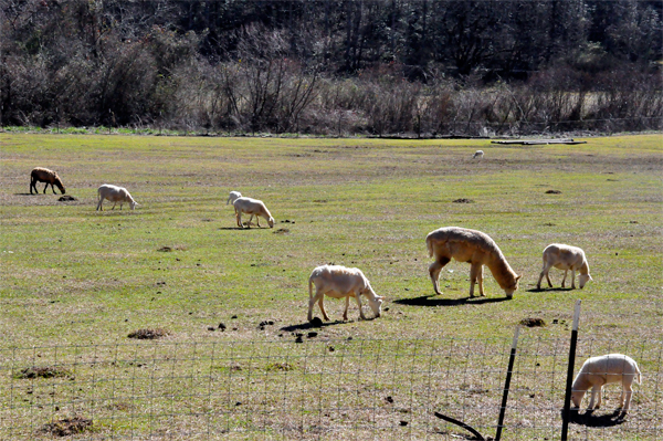 Sheep grazing 