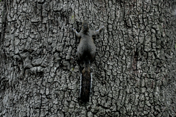 a squirrel climbing up a tree.