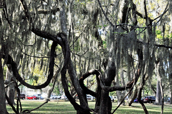 live oak trees at Mallery Park